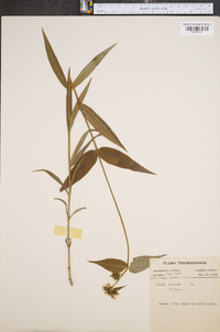 Phlox carolina var. triflora image