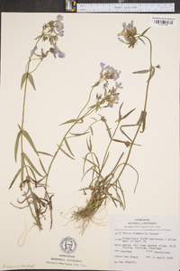 Phlox drummondii image