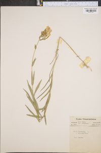 Phlox glaberrima image