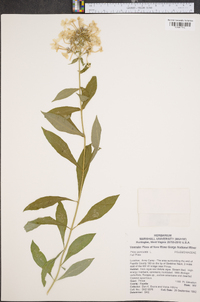 Phlox paniculata image