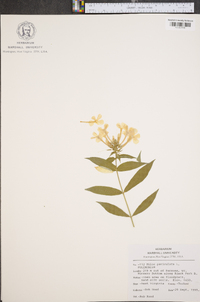 Phlox paniculata image