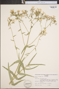 Phlox pilosa var. ozarkana image