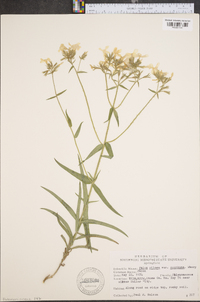 Phlox pilosa var. ozarkana image