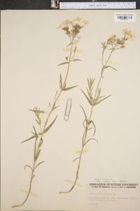 Phlox pilosa var. virens image