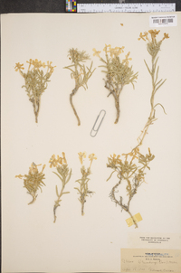 Phlox stansburyi image