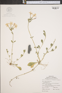 Phlox stolonifera image