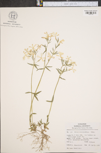 Phlox stolonifera image