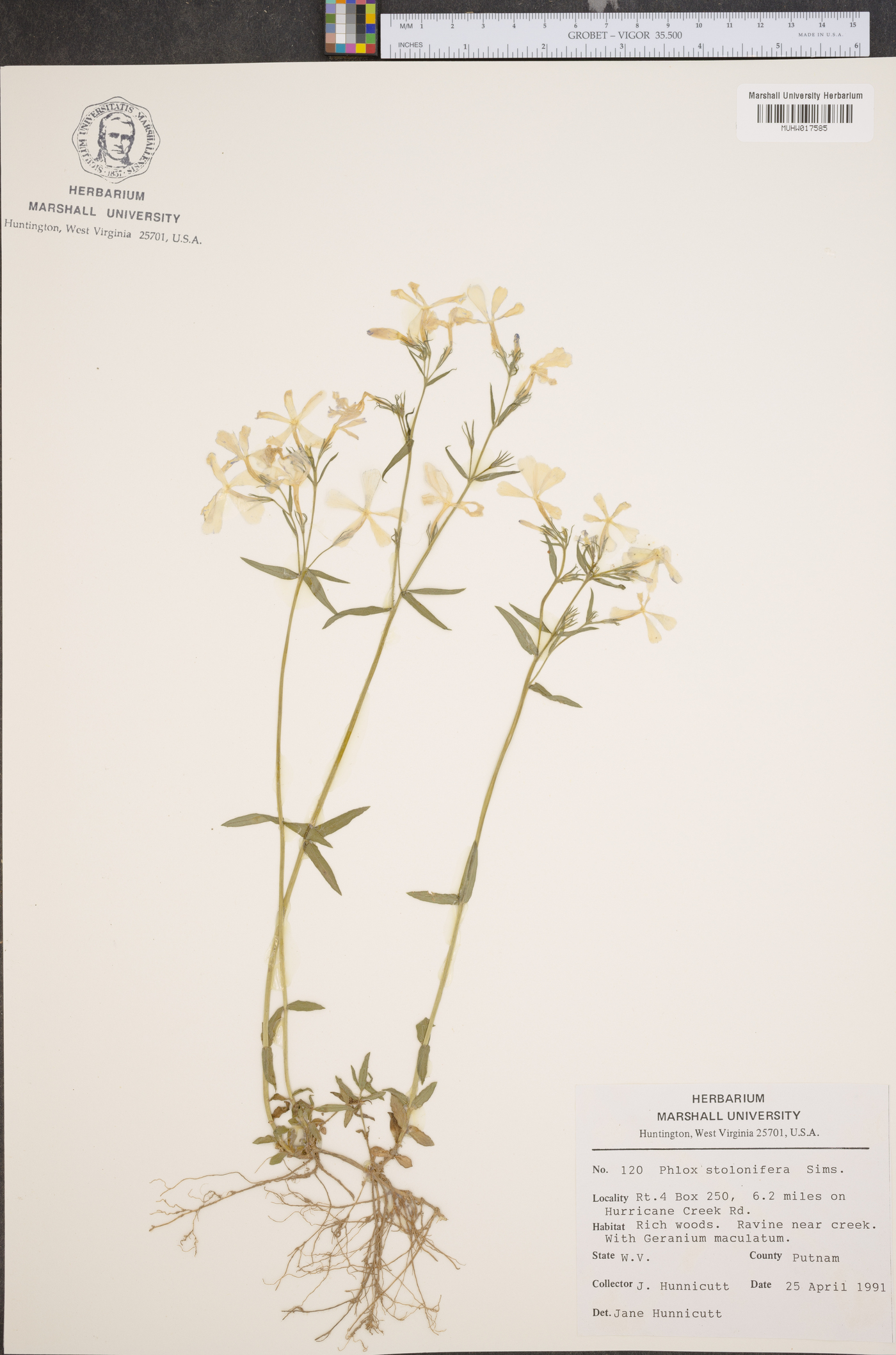 Phlox stolonifera image