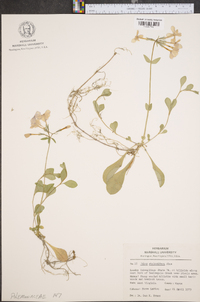 Phlox stolonifera image