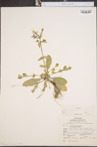 Phlox stolonifera image