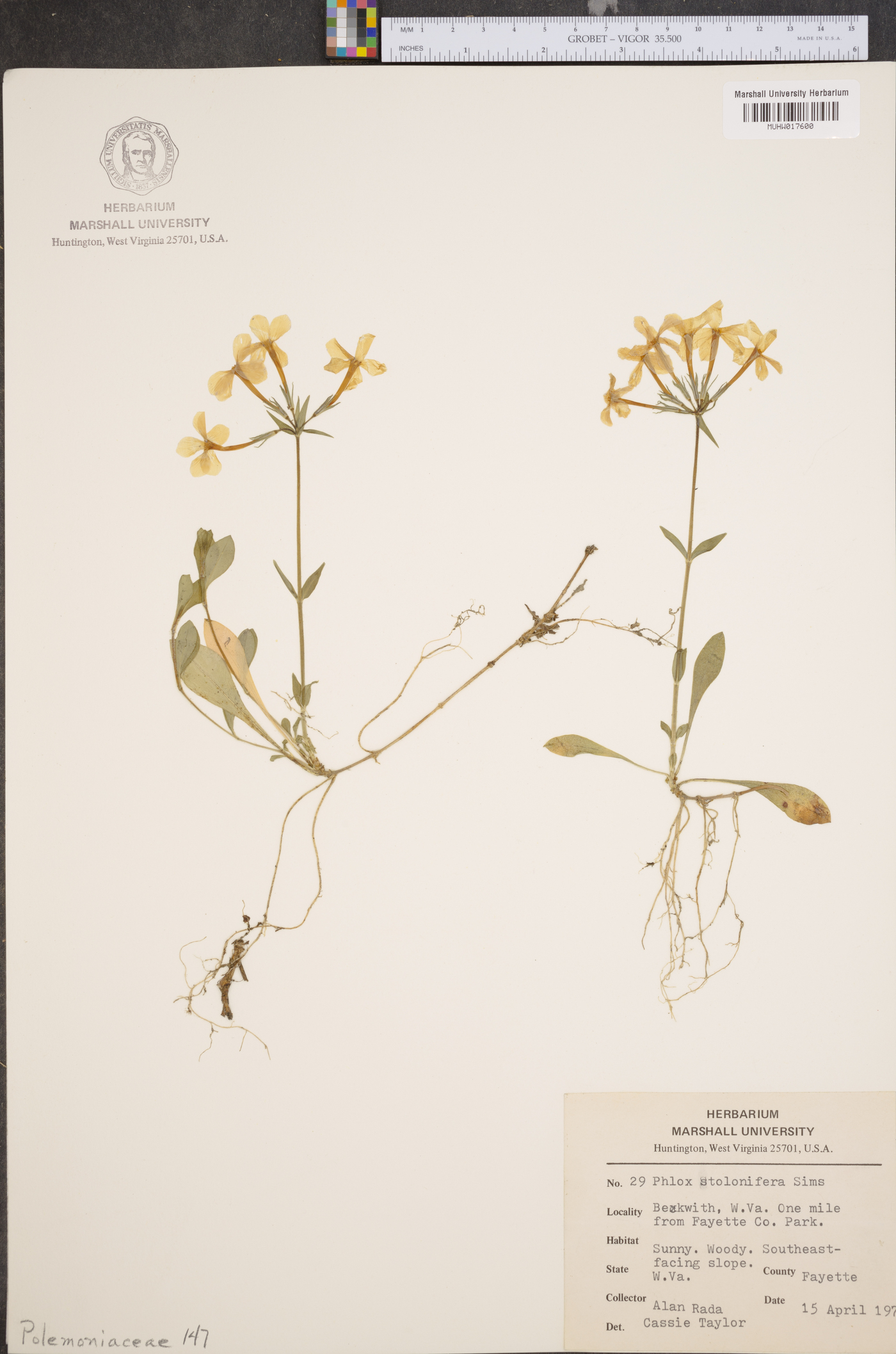 Phlox stolonifera image