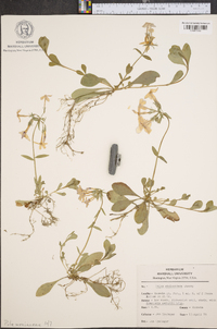 Phlox stolonifera image