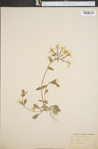 Phlox stolonifera image