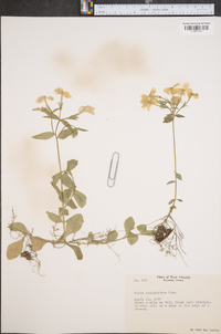 Phlox stolonifera image