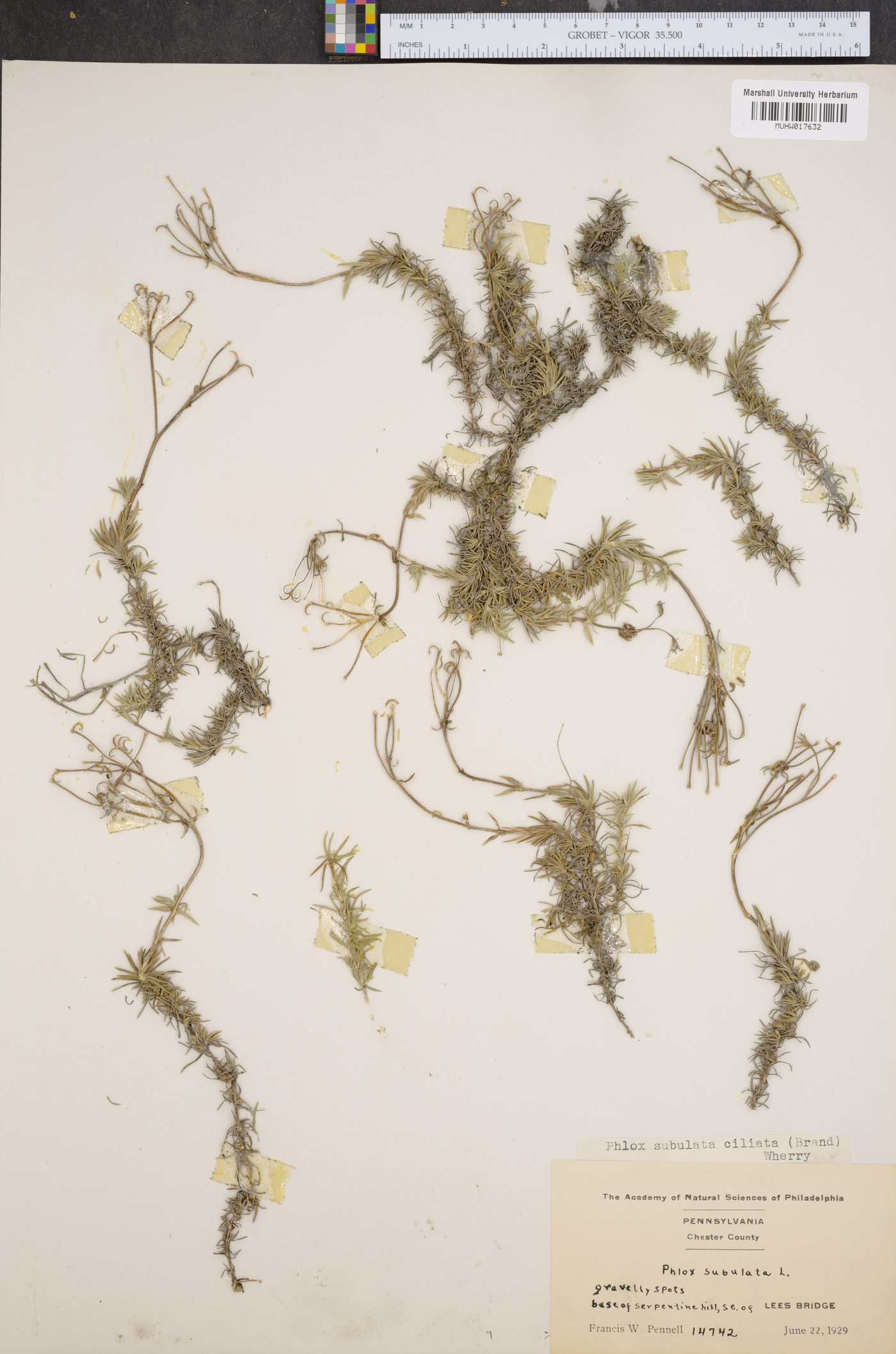 Phlox mollis image