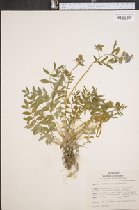 Polemonium reptans image