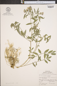 Polemonium reptans image