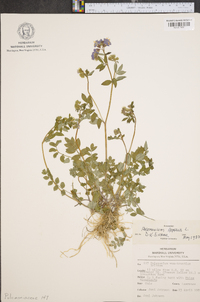 Polemonium reptans image