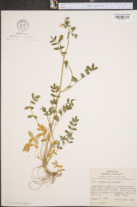 Polemonium reptans image