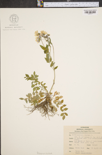 Polemonium reptans image