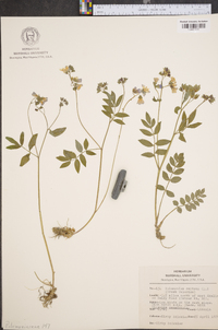 Polemonium reptans image