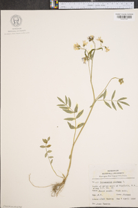 Polemonium reptans image