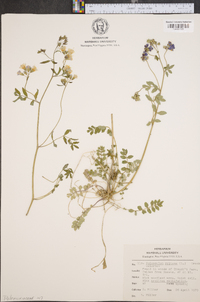 Polemonium reptans image