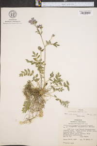 Polemonium reptans image