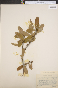 Sideroxylon lanuginosum image