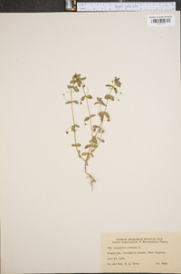 Lysimachia arvensis image