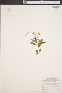 Lysimachia lanceolata image