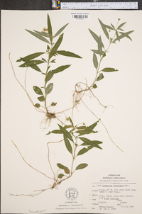 Lysimachia lanceolata image