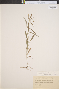 Lysimachia lanceolata image