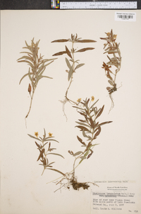 Lysimachia lanceolata image