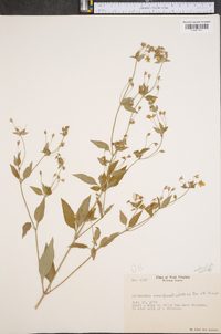 Lysimachia tonsa image