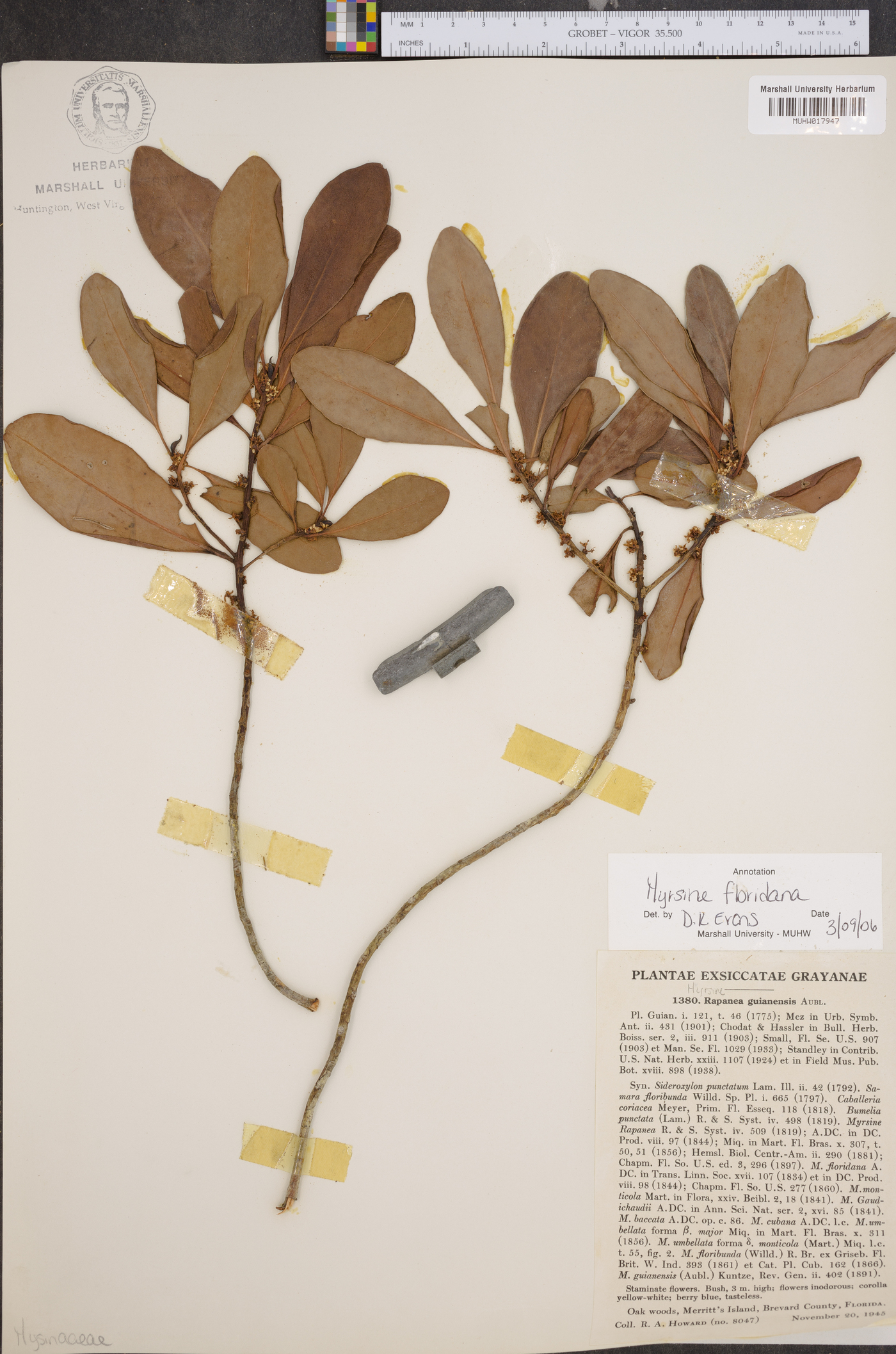 Myrsine floridana image