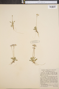 Primula mistassinica image