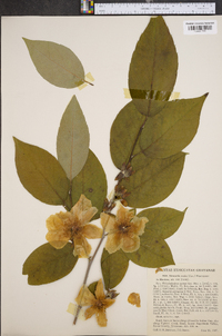 Stewartia ovata image