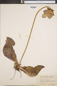 Sarracenia purpurea image