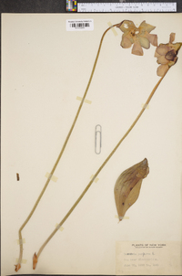 Sarracenia purpurea image