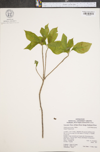 Clethra acuminata image