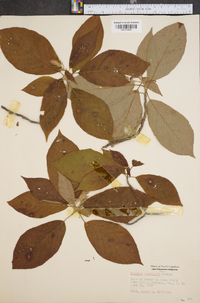 Clethra acuminata image