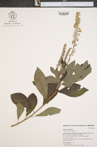 Clethra alnifolia image