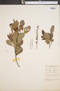 Clethra alnifolia image