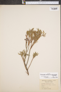 Andromeda polifolia image