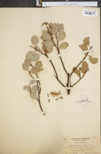 Arctostaphylos glauca image