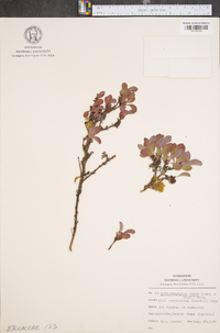 Arctostaphylos rubra image