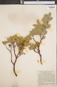 Arctostaphylos pungens image