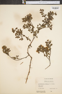 Arctostaphylos uva-ursi image