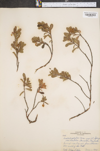 Arctostaphylos uva-ursi image